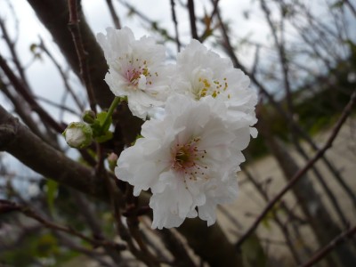ファイル 19-1.jpg